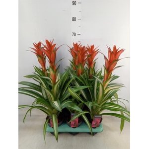 Guzmania   ...