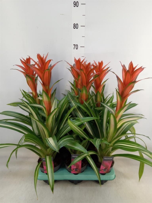<h4>Guzmania   ...</h4>