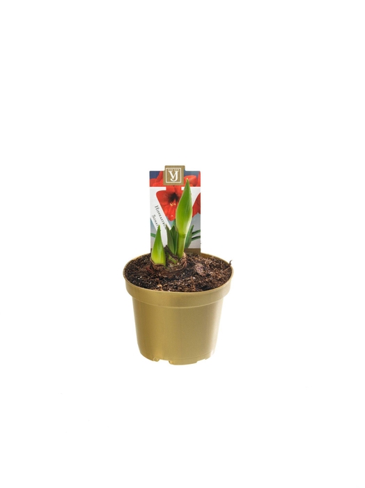 <h4>Hippeastrum Sonatini Red</h4>