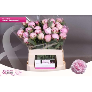 Paeonia Sarah Bernhardt