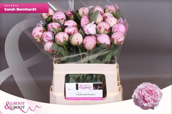 <h4>Paeonia Sarah Bernhardt</h4>