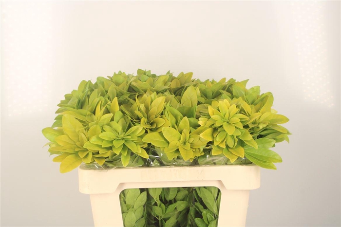 <h4>Choisya Te Lich</h4>