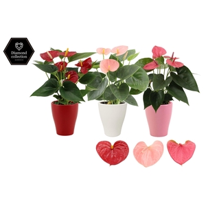 Anthurium 9 cm 3 color mix in Carly love ceramics