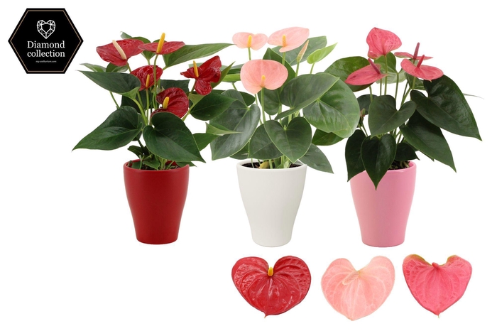 <h4>Anthurium 9 cm 3 color mix in Carly love ceramics</h4>