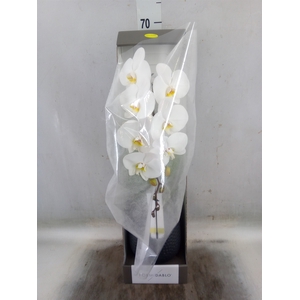 Phalaenopsis   ...white