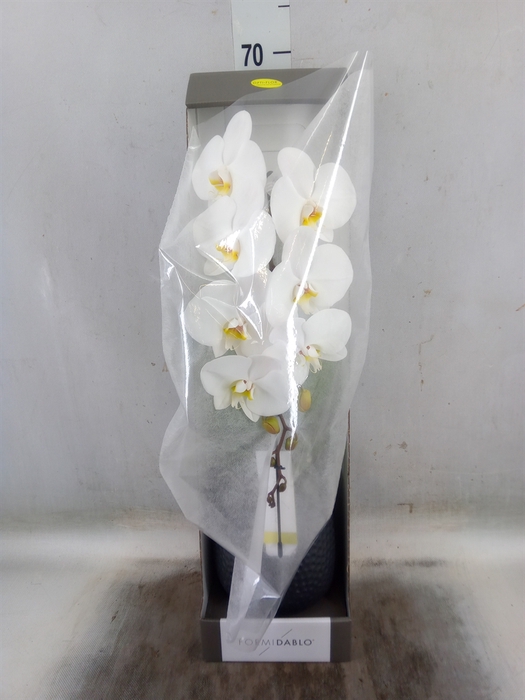 <h4>Phalaenopsis   ...white</h4>