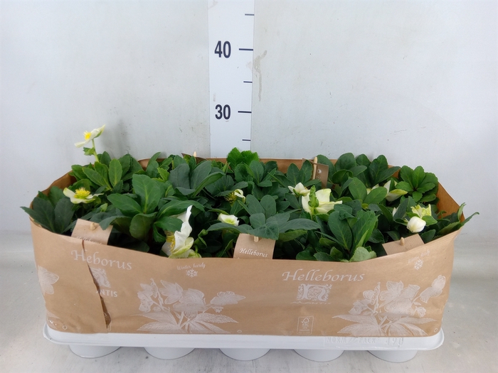 <h4>Helleborus niger 'Christmas Carol'</h4>
