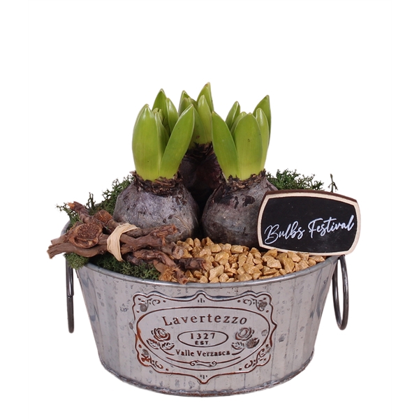 <h4>Bulbs Arr. Hyacint Zinc Pot 'Lavertezzo' Ø17cm</h4>