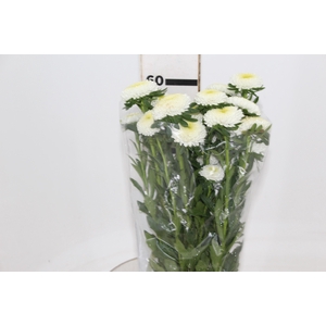 RAINHA MARG WHITE 060 CM