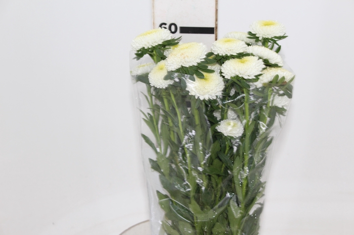 <h4>RAINHA MARG WHITE 060 CM</h4>