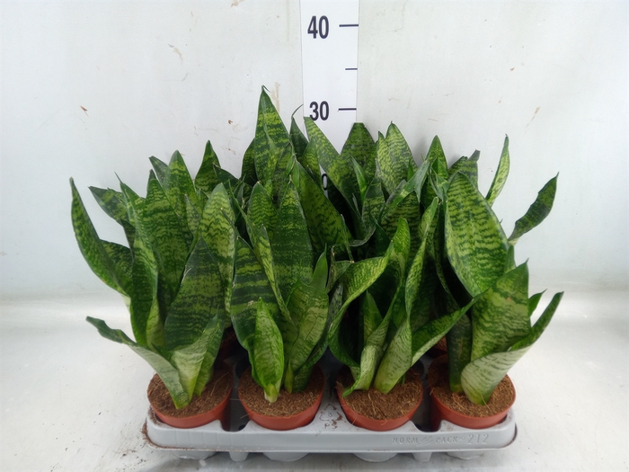 <h4>Sansevieria zeylanica</h4>