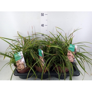 Carex morrowii 'Ice Dance'