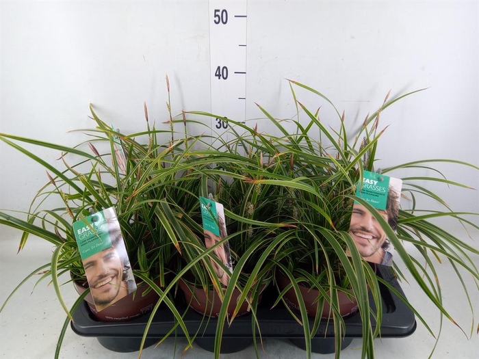 <h4>Carex morrowii 'Ice Dance'</h4>