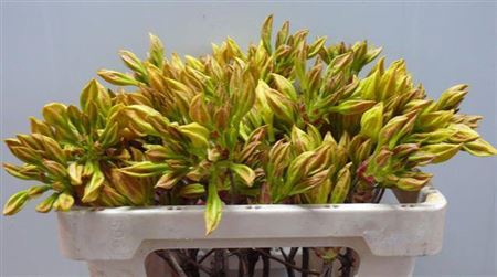 <h4>Rhododendron Groen/geel</h4>