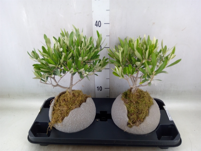 <h4>Arr.   Tuinplanten H%</h4>