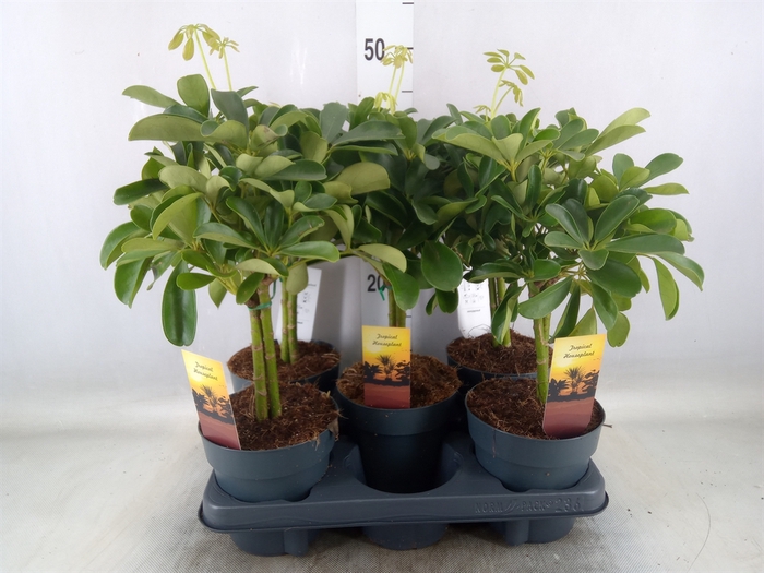 <h4>Schefflera arbor. 'Nora'</h4>