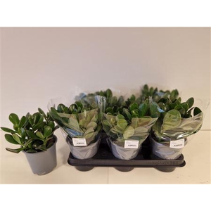 Crassula Ovata Grey Pot, Sleeve
