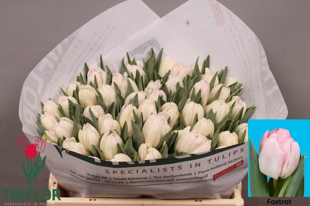 <h4>TU DU FOXTROT</h4>