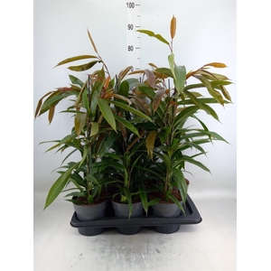 Ficus binn. 'Amstel King'