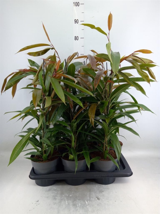 <h4>Ficus binn. 'Amstel King'</h4>