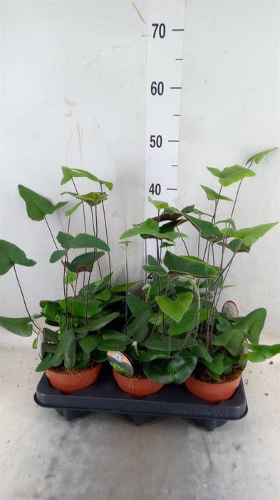 <h4>Hemionitis arifolia</h4>