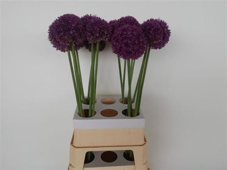 <h4>Allium Ambassador</h4>