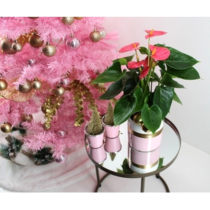 Anthurium XL.31 Arisa Pink 12cm in keramieken pot met kerstbijsteker