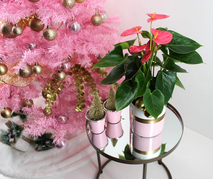 <h4>Anthurium XL.31 Arisa Pink 12cm in keramieken pot met kerstbijsteker</h4>