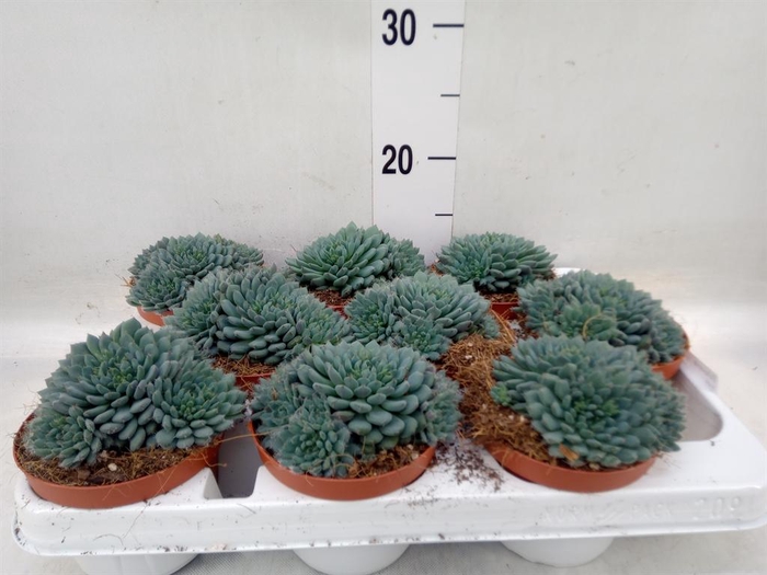 <h4>Echeveria   ...</h4>