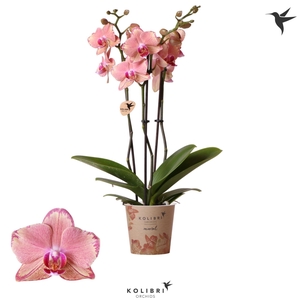 Phalaenopsis overig oranje (meerder
