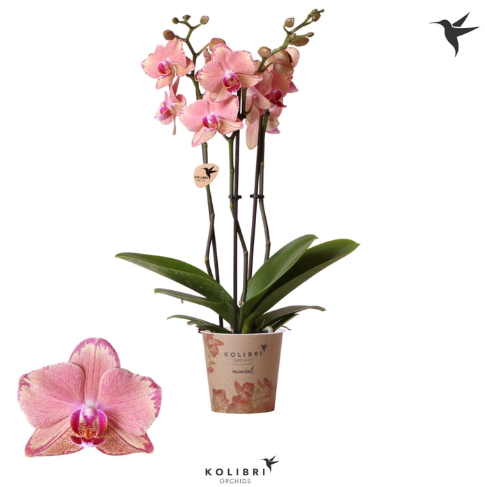 <h4>Phalaenopsis overig oranje (meerder</h4>