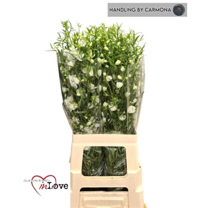 Delph En Morpho Silky White