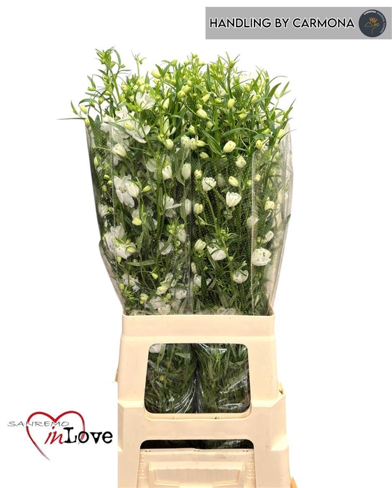 <h4>Delph En Morpho Silky White</h4>