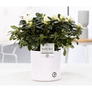 1st class Azalea white in P&PURE Essential ceramics white
