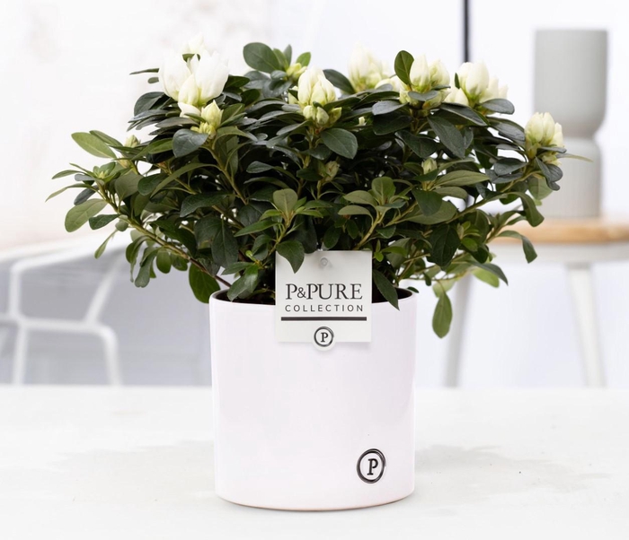 <h4>1st class Azalea white in P&PURE Essential ceramics white</h4>
