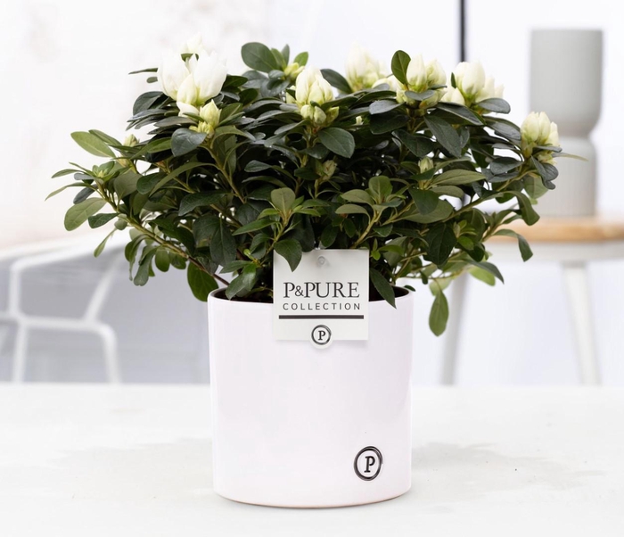 <h4>1st class Azalea white in P&PURE Essential ceramics white</h4>