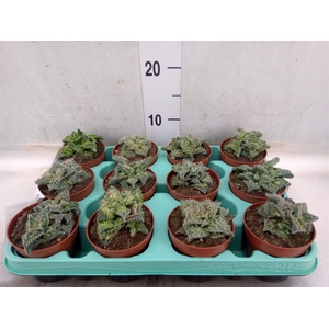 Succulents   ...