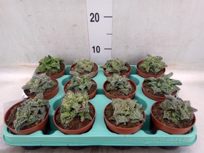 <h4>Succulents   ...</h4>