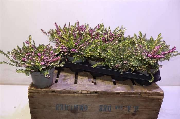 <h4>Eric Da Pot Gem 2kl</h4>