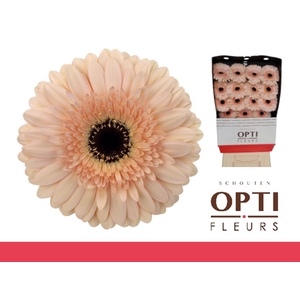 GE GR CAFE DEL MAR-Diamond*15