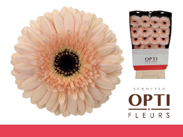 <h4>GE GR CAFE DEL MAR-Diamond*15</h4>