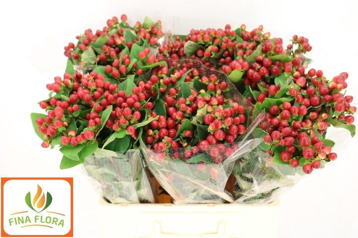 <h4>HYP MAG LIGHTNING</h4>