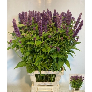 AGASTACHE OV