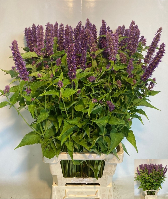 <h4>AGASTACHE OV</h4>