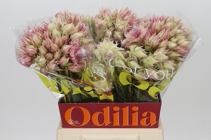 <h4>Blushing Bride Ayoba Pretty & Pink 10+</h4>