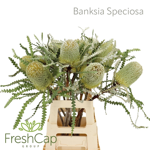 <h4>Banksia Speciosa</h4>