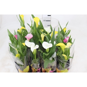 CALLA MINI P09