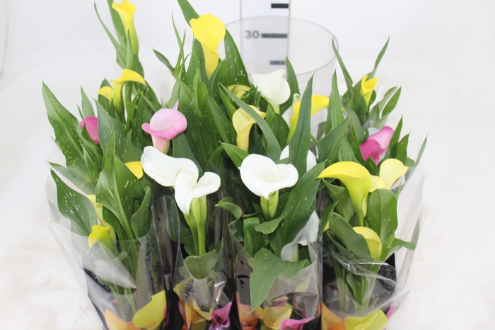 <h4>CALLA MINI P09</h4>