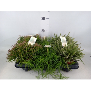 Rhipsalis   ...mix