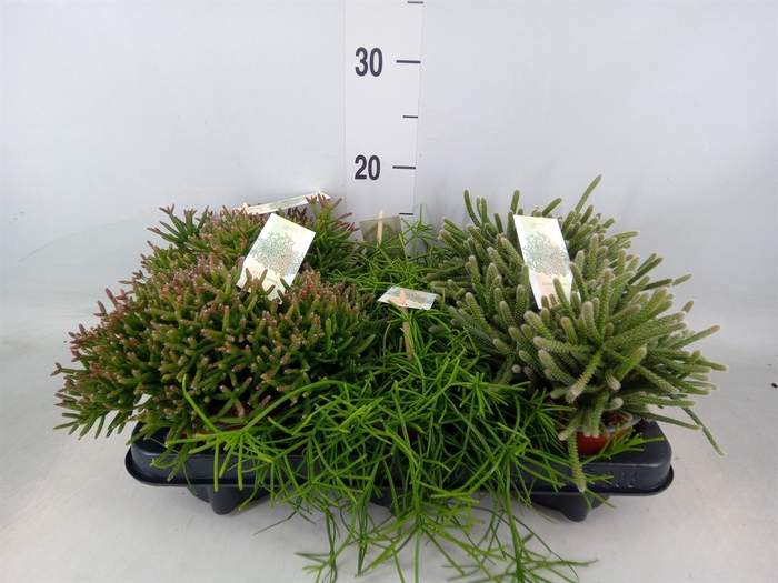 <h4>Rhipsalis   ...mix</h4>